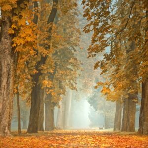 Forêt automne