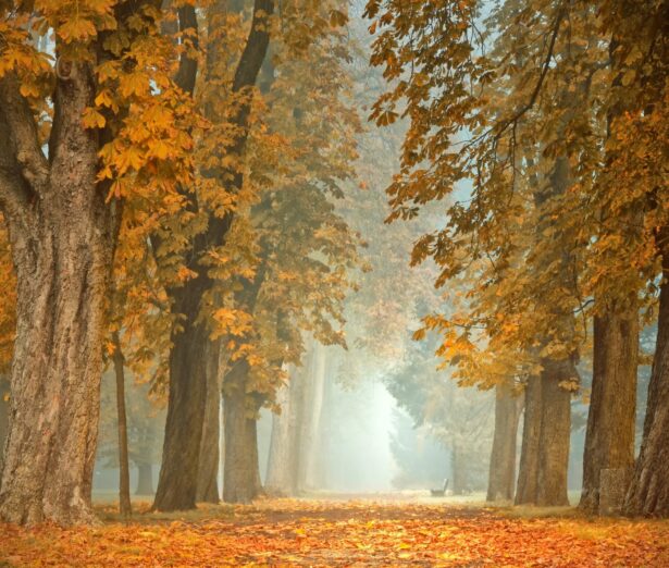 Forêt automne