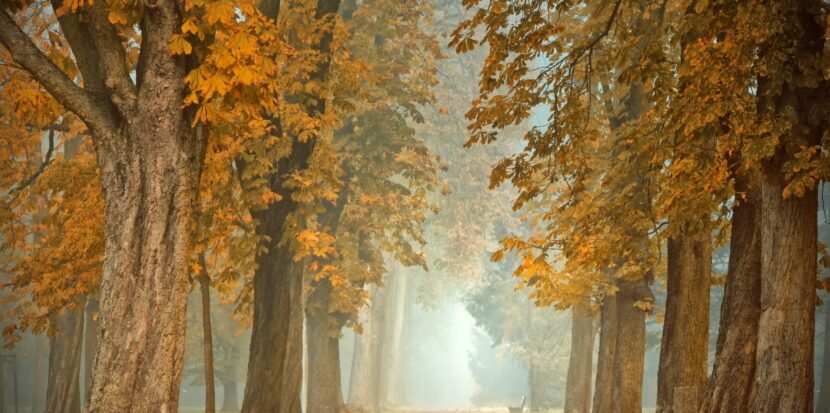 Forêt automne