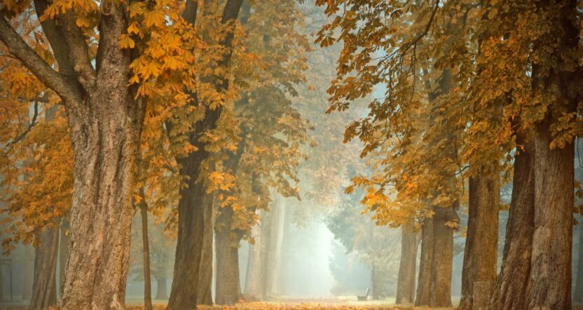 Forêt automne